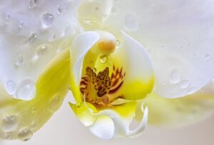 orchid, flower, petals