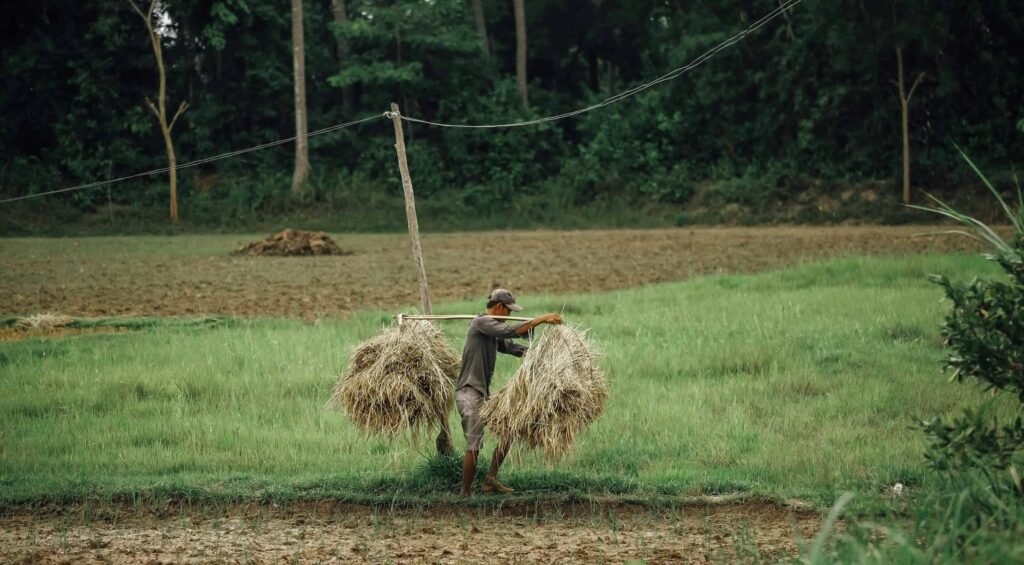 A rural worker carries hay bales on a pole through a lush green field, showcasing traditional farming techniques.